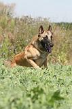 MALINOIS 287